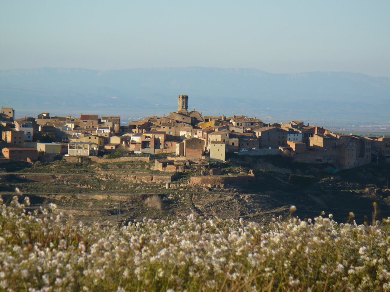 Granyena de les Garrigues (Garrigues)